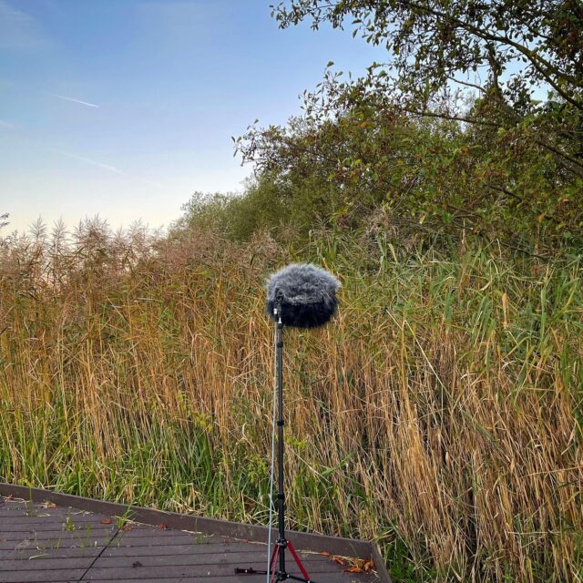 last week dusk #fieldrecording in the Kent marshes near #canterbury. Using an #mkh8040 #ortf pair suspended in a #cinelaalbert and recorded 192/24 into @sounddevices #mixpre6