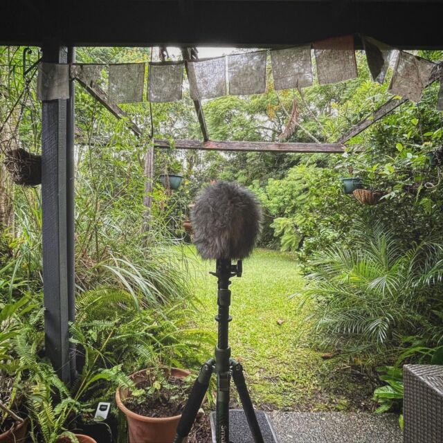 #ambisonic #fieldrecording of tropical storm under a tin roof in Queensland today (@sennheiser #ambeo with a @rycoteuk BBG into @sounddevices #mixpre6ii)