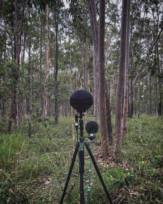 #doublems and #ambisonic dawn #fieldrecording in #Queensland (@sennheiser #mkh8040’s with #mkh30 in #cinela #pianissimo and a @zoom #h3vr with #rycote)