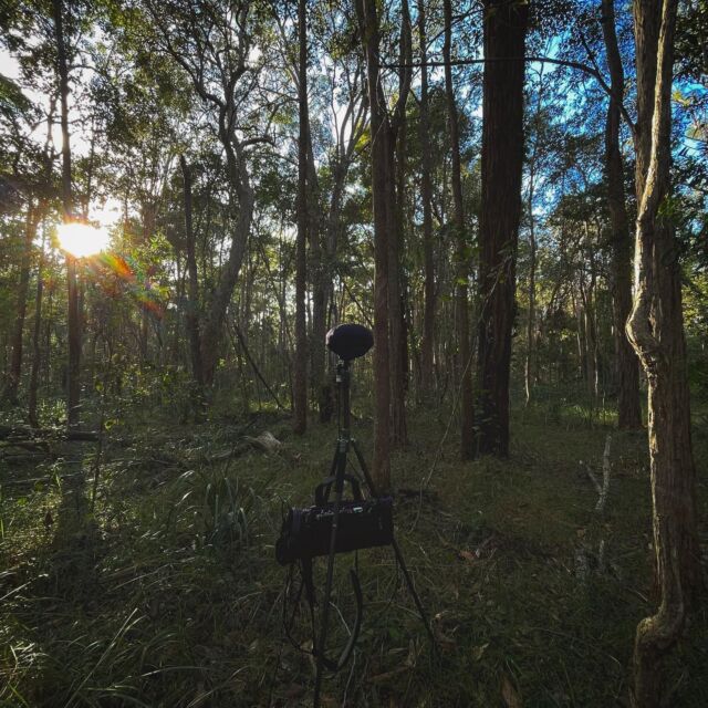 final few days in QLD for a while. Still trying to capture the ‘perfect’ bush dawn chorus #fieldrecording #doublems #immersiveaudio #mixpre #sennheiser #mkh30 #mkh8040 #cinela